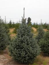 Engelmann Spruce